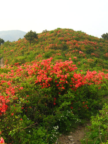 供应杜鹃，速度从优