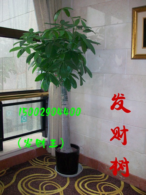 发财王