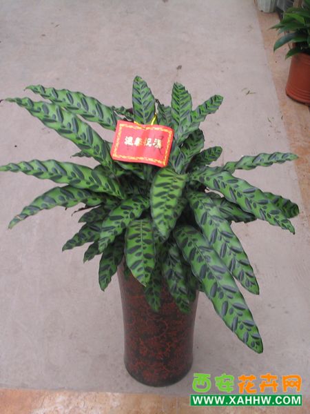斑点竹芋