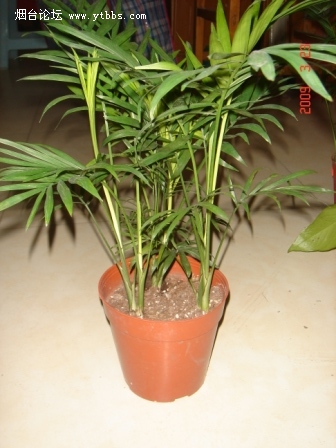 小袖珍椰子