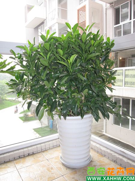 非洲茉莉
