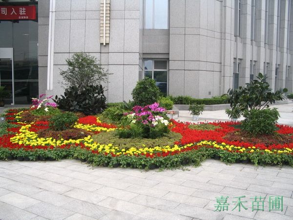 其它花卉摆放