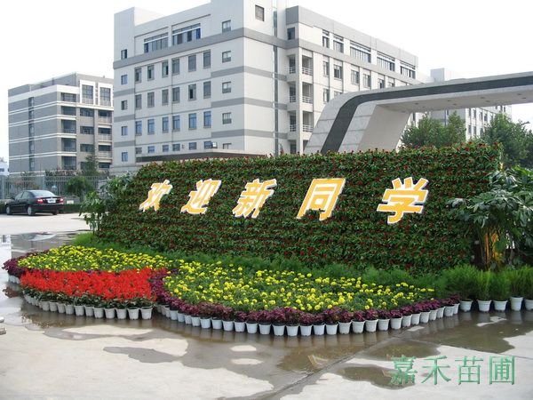 学校门口花卉摆放实景