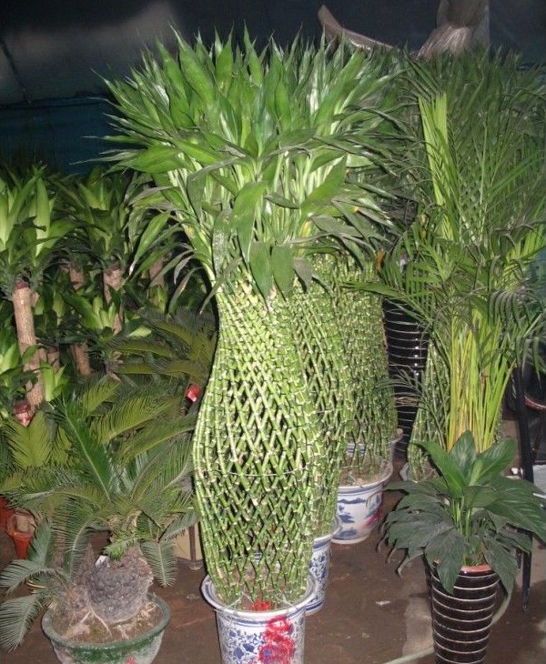 房屋居室植物、花卉的摆放宜忌