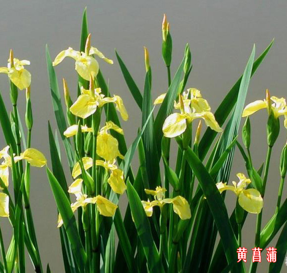 绿植摆放风水营造美满婚姻