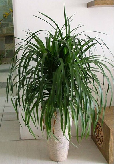 卧室里放什么植物比较好?