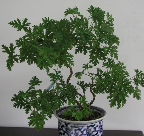 教你家庭如何选择植物？