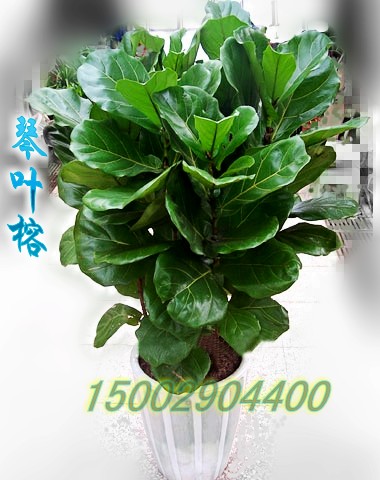 琴叶榕