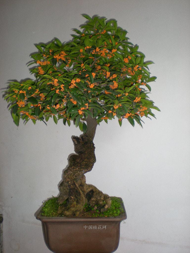 室内花卉种植风水