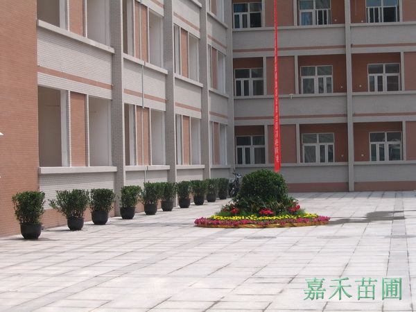 学校楼前摆放实景