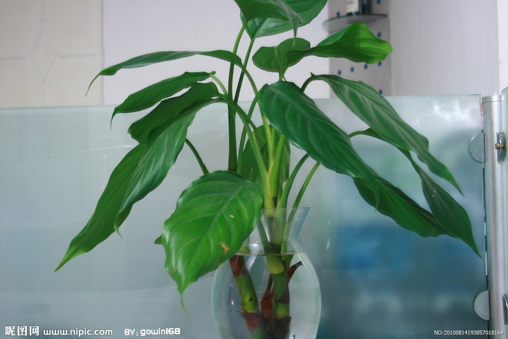 绿色植物对财运风水的影响