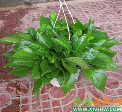 室内植物：你适合放那一种？