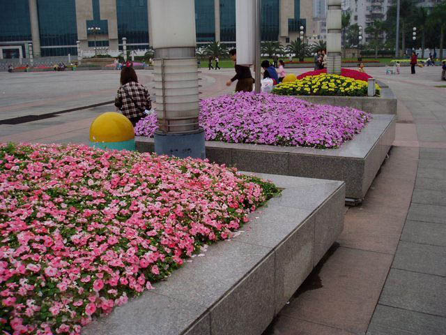 道路花卉摆放实景