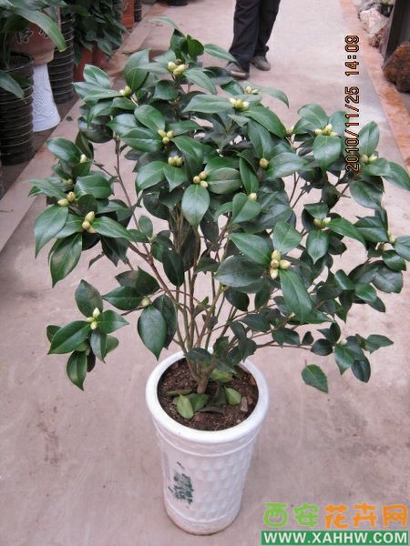 茶花
