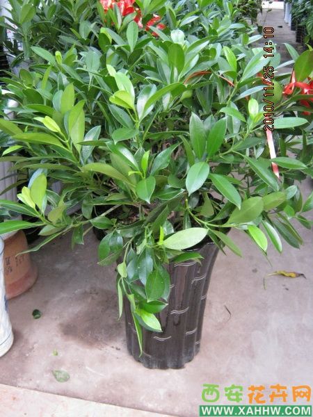 非洲茉莉