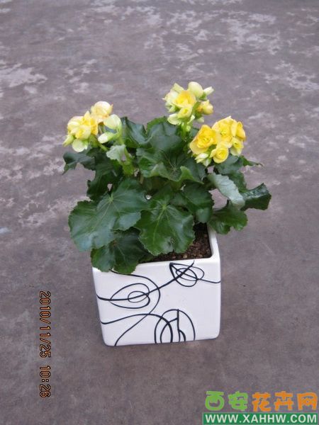 海棠花