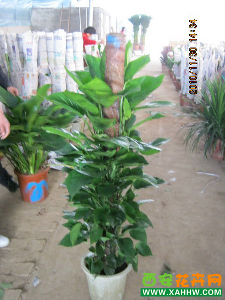 绿箩柱