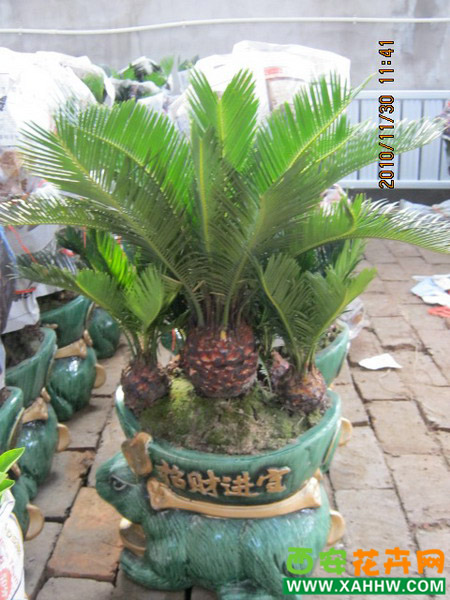 铁树