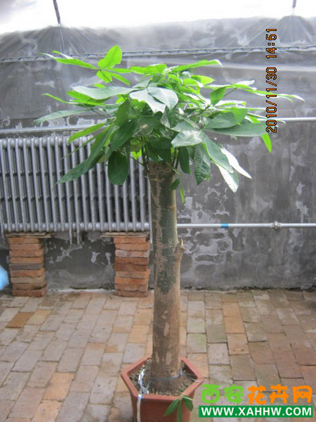 发财树