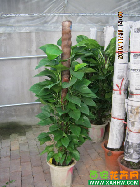 绿箩柱