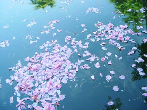 花与《红楼梦》