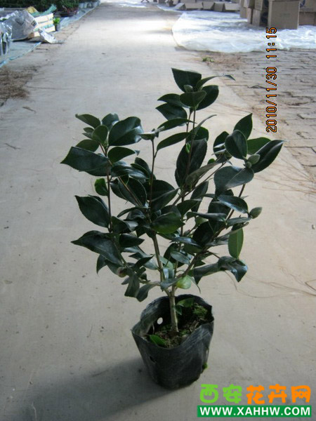 茶树