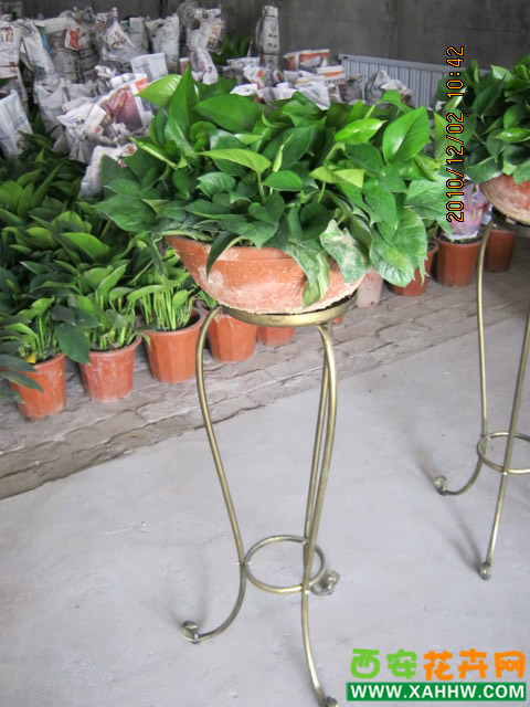 大吊兰