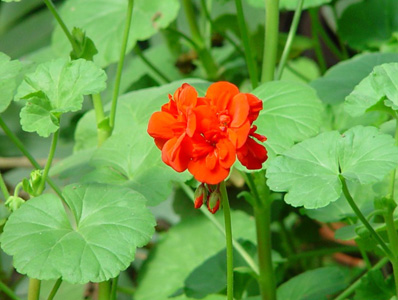 花卉治疗帮您解决失眠烦恼