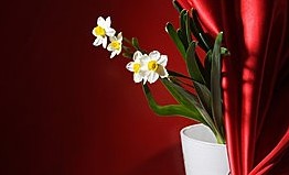 水仙花如何养护