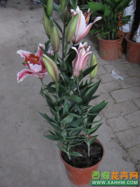 百合花