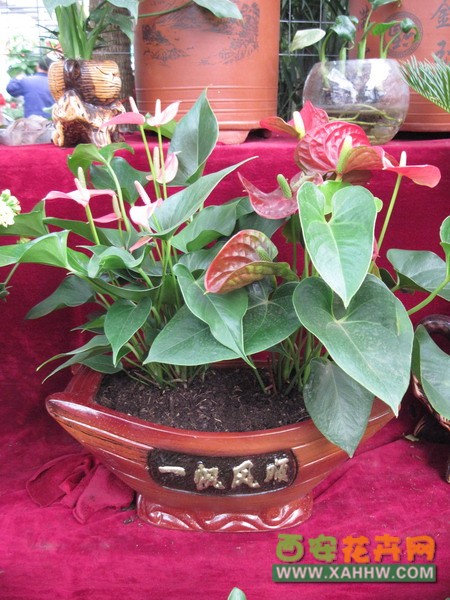 红掌粉掌组合