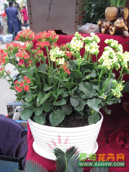 长寿花