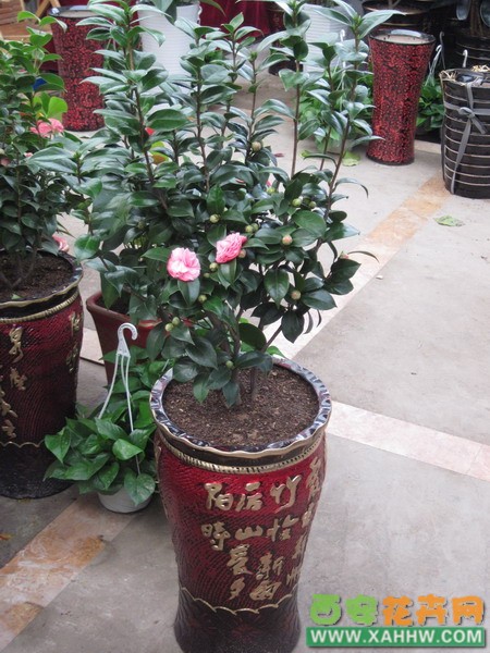 茶花