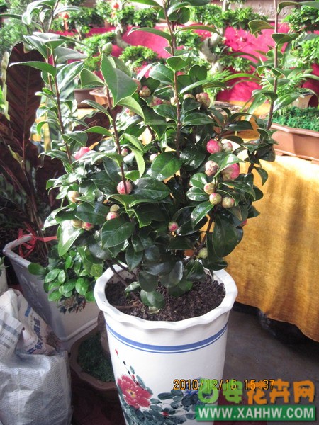 茶花