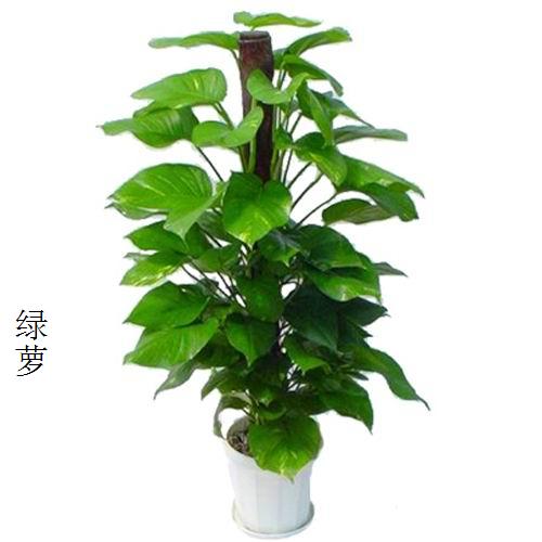 绿萝
