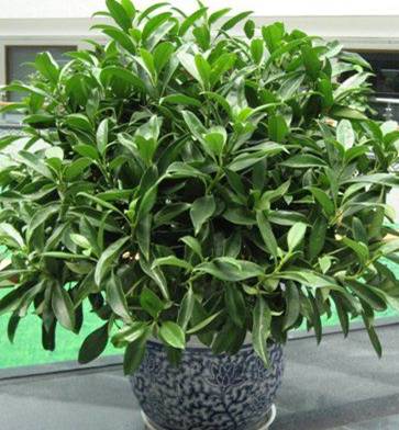 非洲茉莉