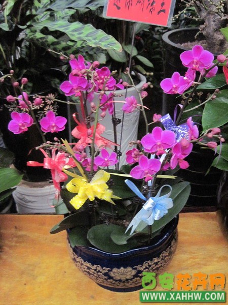 迷你蝴蝶兰