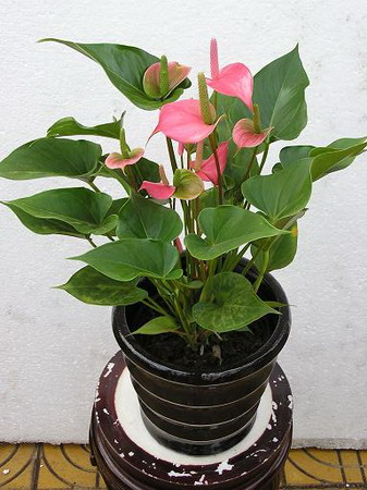 红掌