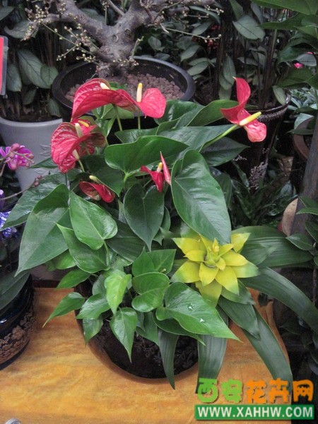 组合花卉