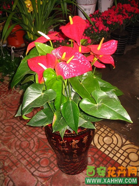 红掌
