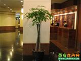酒店大厅花卉摆放实景