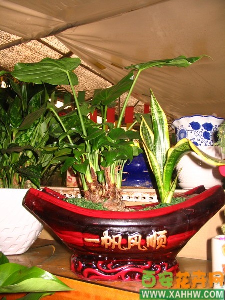 组合花卉
