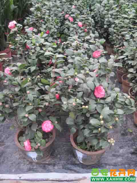 茶花