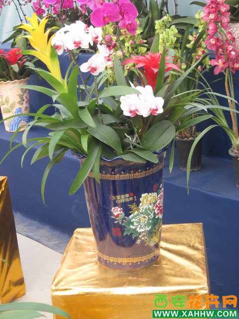 年宵花组合