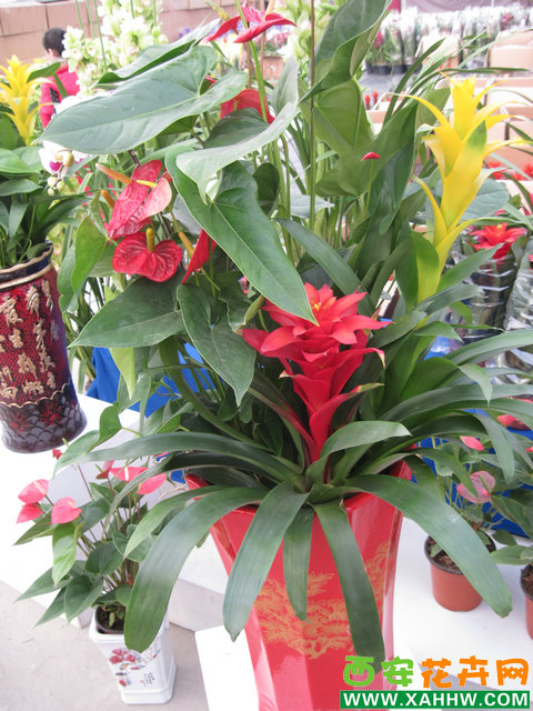 年宵花组合
