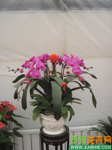 年宵花组合