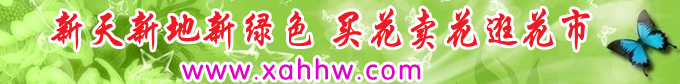 鲜花绿色植物为家居增添活力 风水效应不可忽视