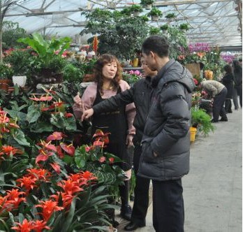 河北：保定花卉市场年底销售大热