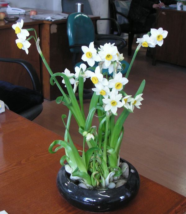 花卉植物是家居装饰最好的吉祥物