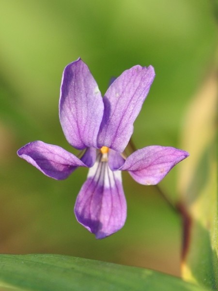 紫花地丁